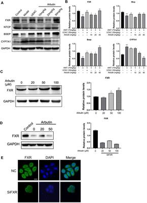 Arbutin Alleviates the Liver Injury of α-Naphthylisothiocyanate-induced Cholestasis Through Farnesoid X Receptor Activation